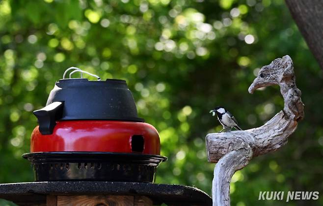 강원도 춘천시 한 농가의 인공 새집에 둥지를 튼 박새. 박새어미가 먹이를 물고 둥지에 들어가기 전 주변을 살피고 있다.