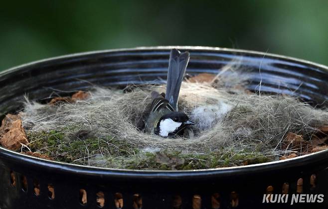 인공둥지에서 알을 품고 있는 박새 어미