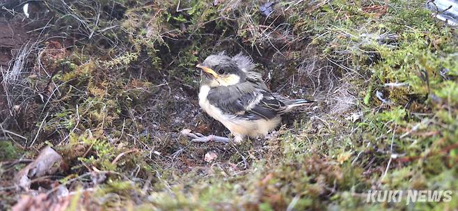 '저 혼자 살아 남았어요'상위 포식자의 침입으로 형제들을 모두 잃고 혼자 살아남은 박새새끼