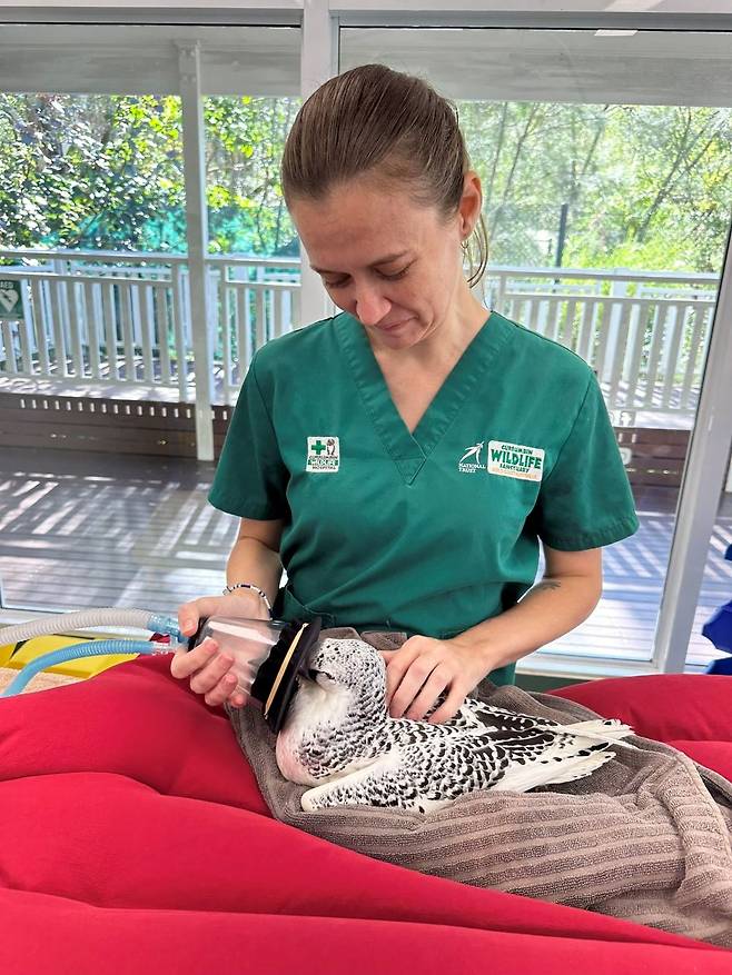 커럼빈 야생동물병원