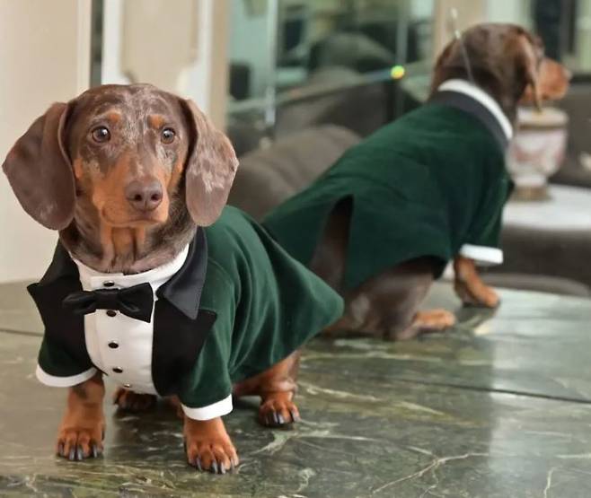 [뉴시스] 닥스훈트 듀크 (사진=트레버 인스타그램) *재판매 및 DB 금지