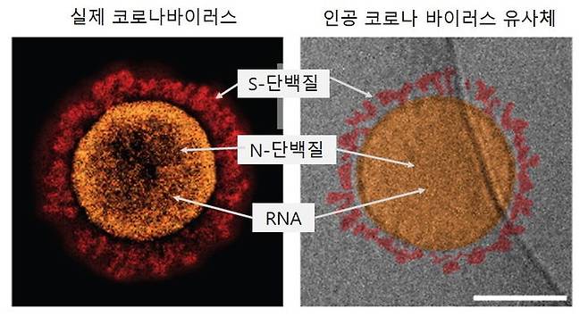 人工ウイルスと実際のウイルスの構造電子顕微鏡の写真。 （写真：Sogang University） *再販とDBは禁止されています