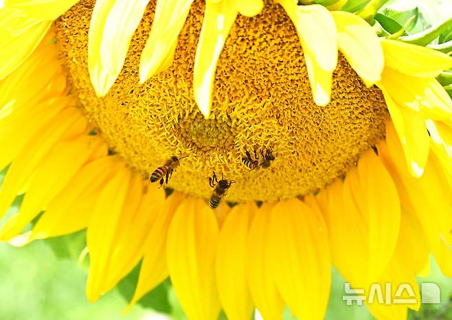 [안성=뉴시스] 김종택 기자 = 23일 경기 안성시 안성팜랜드에서 꿀벌이 활짝 핀 해바라기에 앉아 꿀을 모으고 있다. 2025.06.23. jtk@newsis.com
