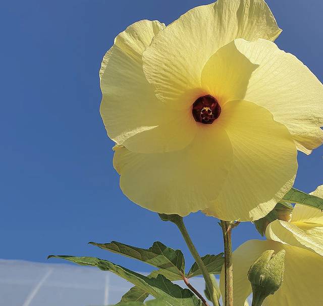 크고 노란 꽃을 뽐내는 금화규는 경관작물로도 손색이 없다.