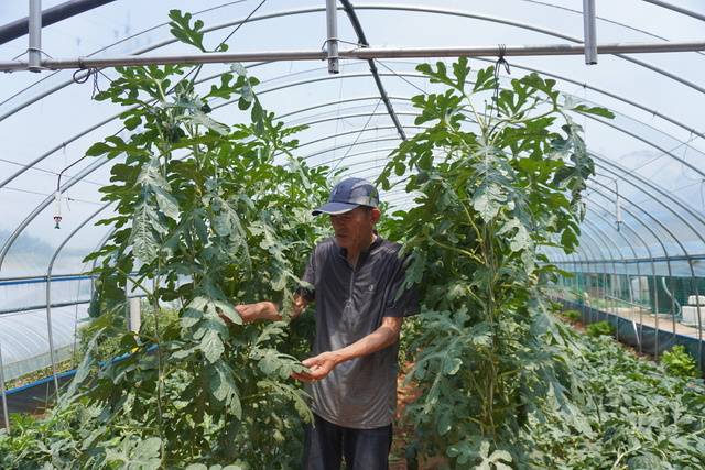 전남 영암에서 수박농사 65년 경력을 지닌 양유복 전 도포농협 조합장이 농가의 고질병인 ‘농부병’ 예방에 도움이 되는 수박 수직재배법을 선보여 주목받고 있다.