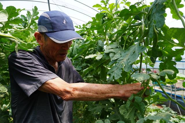 전남 영암에서 수박농사 65년 경력을 지닌 양유복 전 도포농협 조합장이 농가의 고질병인 ‘농부병’ 예방에 도움이 되는 수박 수직재배법을 선보여 주목받고 있다.