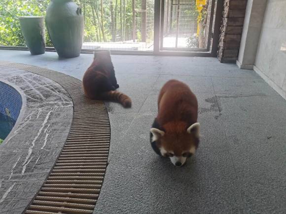 이 호텔에 방문한 투숙객이 촬영한 레서판다. 더우인 캡처