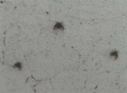 나방파리. 자료 : 질병관리청 <위생해충 분류군별 정보집>