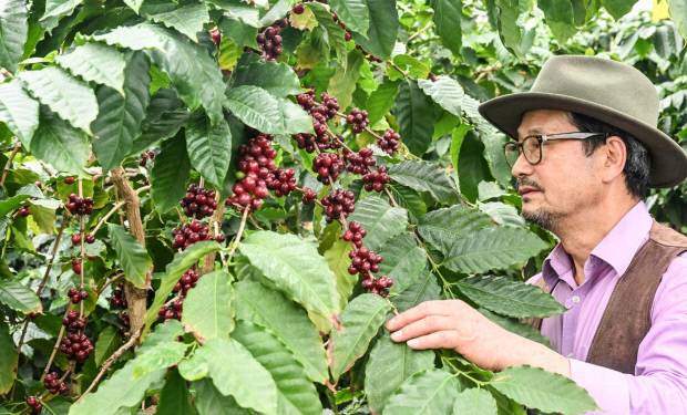 담양 커피농장 임영주 대표가 빨갛게 익은 커피 열매를 살펴보고 있다.