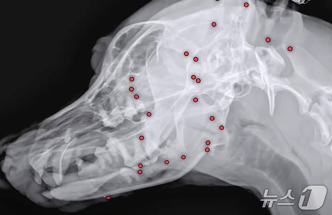 온몸에 총알이 박힌 백구의 엑스레이 사진(VIP동물동물의료센터 제공) ⓒ 뉴스1