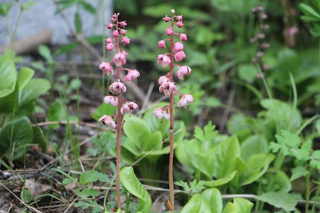 백두산 분홍노루발.