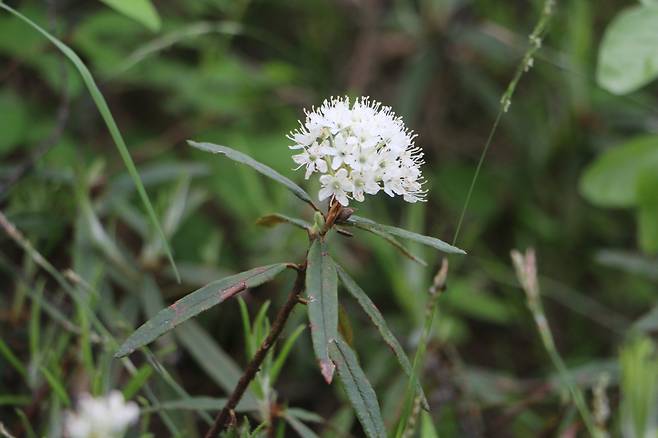 백두산 백산차.