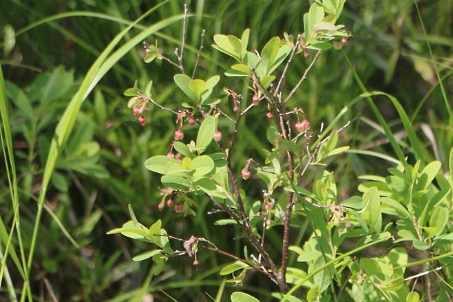 백두산 들쭉나무.