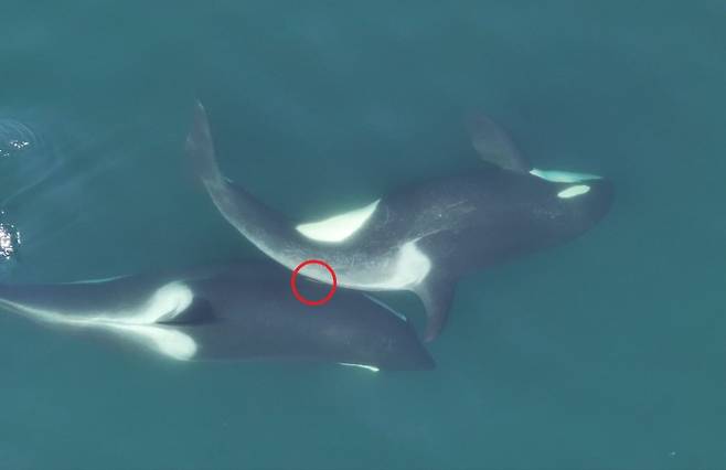 두 범고래가 갈색 해조류(빨간 동그라미)를 몸 사이에 두고 비벼 긁어주는 모습. Center for Whale Research/NMFS NOAA Permit 27038 제공