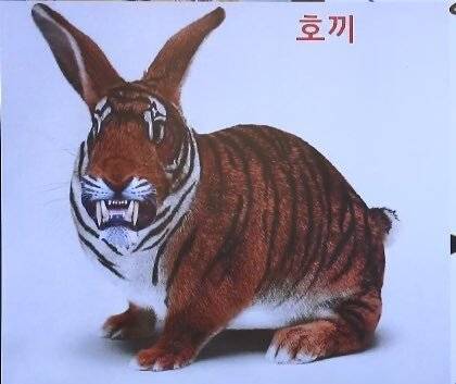 2.jpeg 한반도 호랑이 토끼로 싸우지마세요