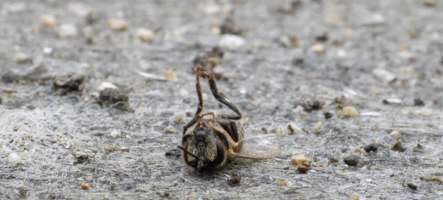 충북 청주시의 한 양봉장에서 죽은 채 발견된 꿀벌. 한국일보 자료사진
