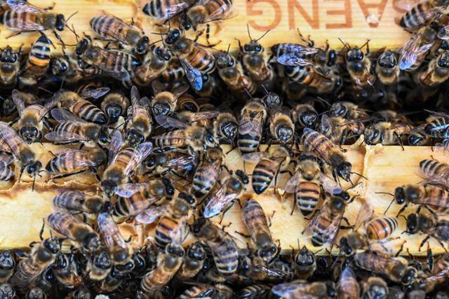 전북 부안군 위도면 치도리 꿀벌위도격리육종장에서 사육되고 있는 꿀벌들. 한국일보 자료사진