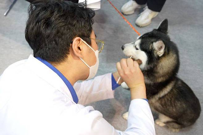 반려동물의 잇몸을 통해 DNA를 채취하는 모습 / 출처=피터페터
