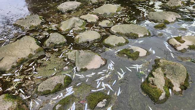 지난 22일 낮 제주시 내도동 도근천 물고기 집단폐사 현장. (사진, 신동원 기자)