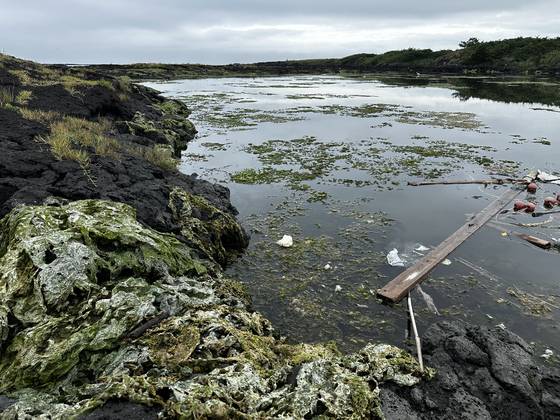 24일 오전 제주시 동쪽 조천읍 해안가에 쌓인 구멍갈파래가 썩고 있다. 최충일 기자