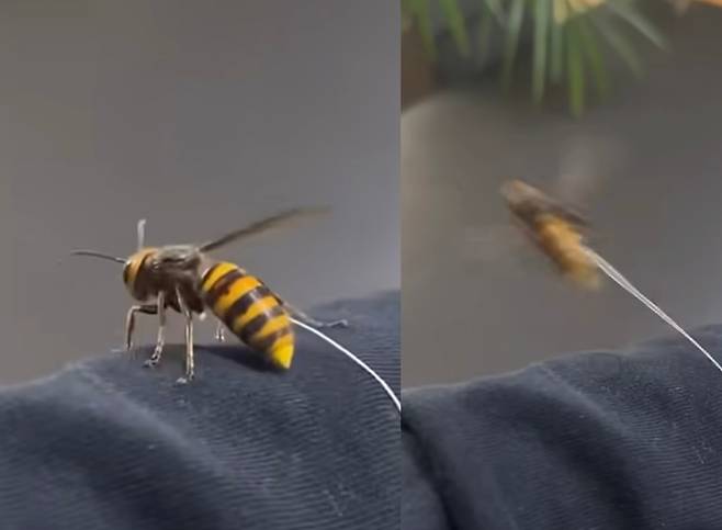 Kim the Hornet [JOONGANG ILBO]