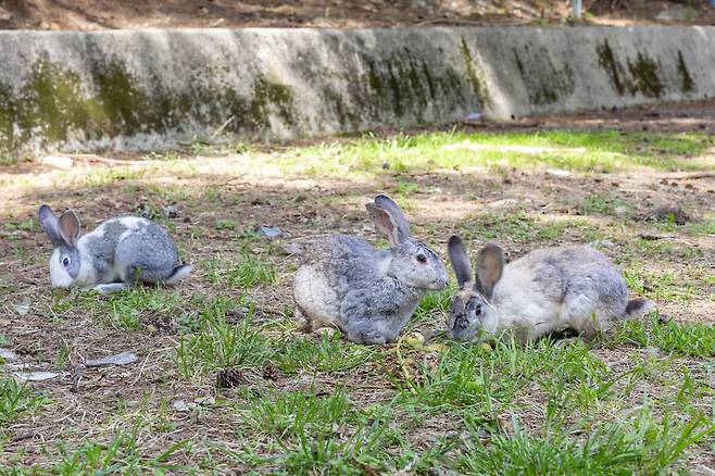 요술고개 숲 속에 자리 잡은 토끼 가족. 마치 이 고개의 수호자처럼 사람을 두려워하지 않고 다가온다.   칠곡군 제공
