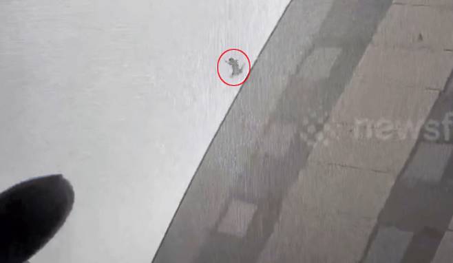 중국 한 아파트에서 고양이가 바닥으로 추락했지만 다치지 않고 무사한 것으로 전해져 화제가 됐다. 사진은 뉴스플레어를 통해 공개된 아파트에서 추락하는 고양이 모습. /사진=뉴스플레어 캡처