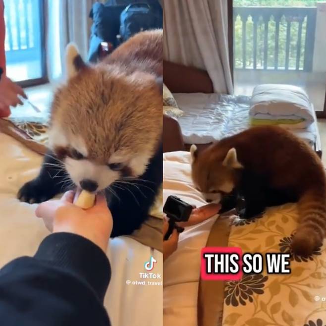 투숙객이 올린 후기 영상 속 레서판다가 침대 위에서 사과를 받아 먹고 있는 모습 [틱톡 @Otwd_travel]