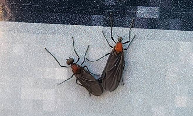 지난 22일 서울 용산구의 한 건물 외벽에 붙어있는 러브버그. 독자 제공