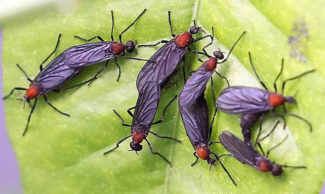서울 서대문구 한 가정집 화분에 붙어있는 러브버그. 연합뉴스