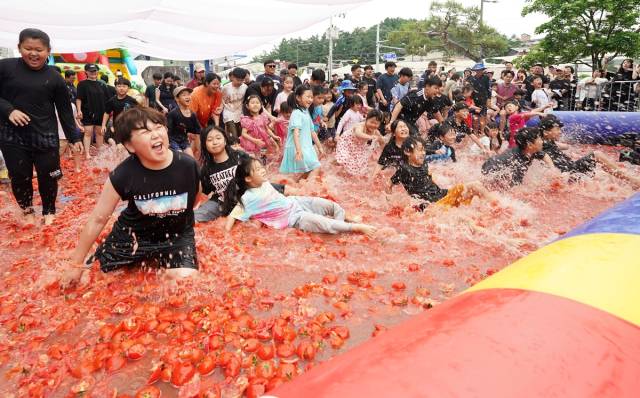 퇴촌토마토축제의 명물 토마토풀장. 사진 제공 = 광주시