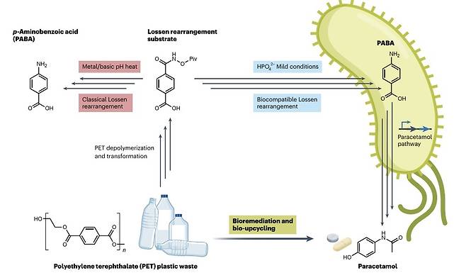 유전자 조작 대장균을 이용해 PET로부터 파라세타몰을 생산하는 과정  연구팀은 벤젠(C6H6) 고리 화합물에 탄소-질소(C-N) 결합을 만드는 중요한 유기합성 반응인 로센 재배열(Lossen rearrangement)이 유전자 변형 대장균 내에서 인산염의 촉매 작용으로 일어날 수 있다는 사실을 발견했다. 이어 PET에서 얻은 테레프탈산을 대장균을 이용해 맥주를 만드는 것처럼 발효시키는 방법으로 24시간 안에 92%의 높은 수율로 파라세타몰로 전환하는 데 성공했다. [Nature Chemistry, Stephen Wallace et al. 제공. 재판매 및 DB 금지]