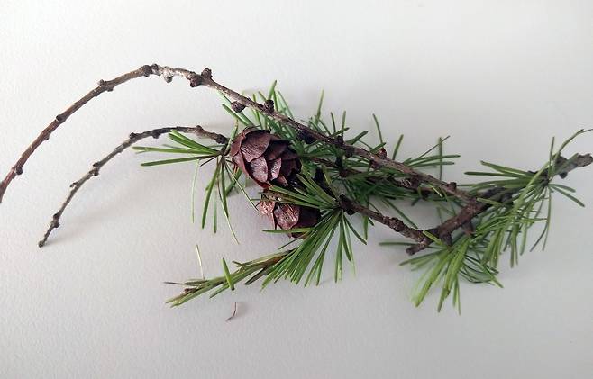 잎갈나무 구과 [국립산림과학원 제공. 재판매 및 DB 금지]