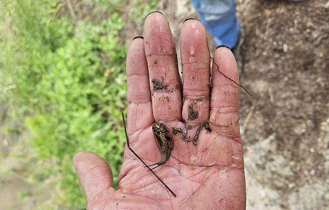 긴꼬리투구새우 [장흥군 제공]