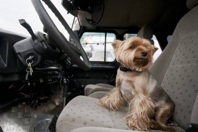 여름철 차 문을 닫아둔 채 햇볕 아래에 주차해 둔 차량의 실내 온도는 급격한 기온상승으로 반려견은 위험하다.
