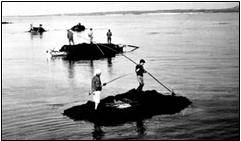 사진: 우근호, 1973년-남성들이 '터우'를 타고 '노랑쟁이'를 채취하고 있다. '노랑쟁이'도 거름으로 사용했다. 요즘 중국에서 제주로 밀려오는 '괭생이모자반' 때문에 골치를 앓고 있지만, 과거엔 귀한 '풍조'였다. 어부들이 배를 타고 물고기를 잡다가도 '풍조'가 밀려오면 하던 일을 모두 접고 '풍조'를 건져야 했다. '풍조'는 공짜로 얻는 거름이기 때문이다.&nbsp;