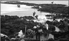 사진: 고광민, 1995년-파도에 밀려온 풍조를 건지고 있는 모습&nbsp;