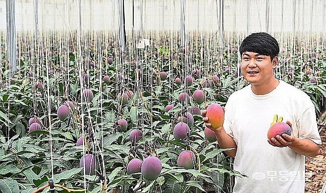 열대과일의 여왕이라고 불리는 애플망고는 풍부함 과즙과 달콤함으로 디저트 시장에서 인기를 모으고 있다. 영광군 염산면 망고야농장에서 박민호 대표를 비롯한 직원들이 애플망고를 수확하고 있다. 무등일보 DB