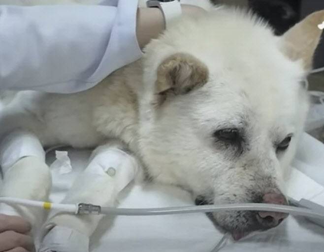 온몸에 총알이 박힌 채 구조된 백구. (사진=VIP동물동물의료센터)