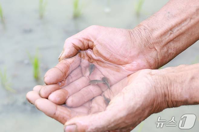 산청군 유기농 탑라이스 재배단지 발견된 긴꼬리투구새우(산청군 제공. 재판매 및 DB금지).