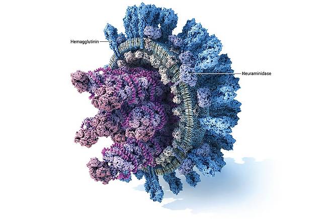 독감 바이러스 구조도. 표면의 헤마글루티닌(hemagglutinin, 파란색) 단백질은 바이러스가 사람 호흡기 세포에 달라붙는 열쇠 역할을 하며, 뉴라미니디아제(neuraminidase, 보라색)은 증식 후 세포를 뚫고 나오게 해준다. 이번에 뉴라미니디아제를 억제하는 독감약이 임상시험에서 백신보다 독감을 더 잘 예방하는 것으로 나타났다,,/Science