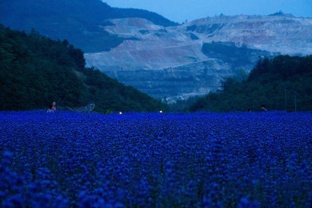 40여 년간 국내 최대 규모의 석회 강산이었던 강원 동해시 무릉별유천지에 보랏빛 라벤더가 펼쳐져 있다.