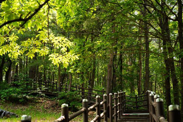 천곡황금박쥐동굴 자연학습체험공원 돌리네 탐방로.