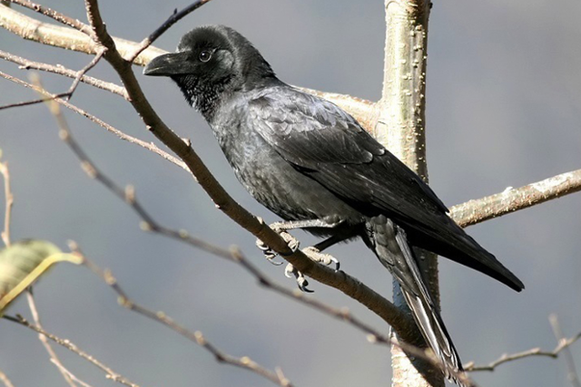 큰부리까마귀. 환경부 제공