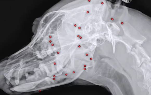 유기견 백구의 몸에 산탄총 파편이 박혀 있다. 백구가 병원 진료를 받고 있다. [사진=VIP동물의료센터]