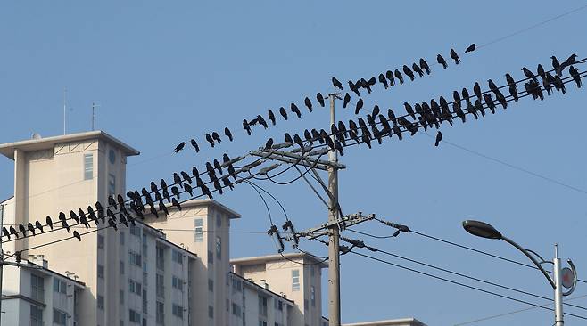 까마귀들이 전깃줄에 앉아 있다. 뉴스1
