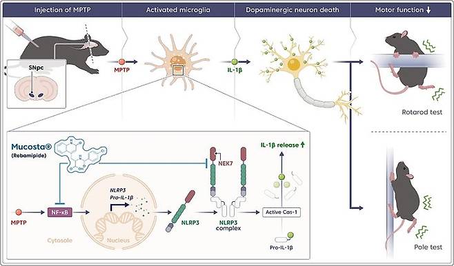 [대전=뉴시스] 위장약 레바미피드에 의한 NLRP3 염증복합체 억제 및 파킨슨병 모델에서의 신경보호 기전.(사진=한의학연구원 제공) *재판매 및 DB 금지