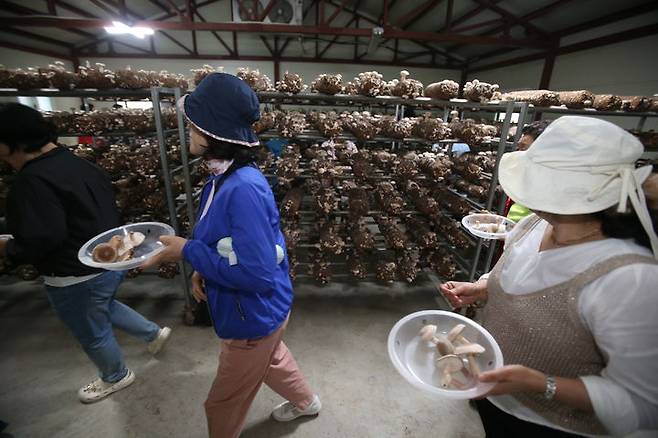 [강릉=뉴시스] 경기도 의정부우리음식연구회 회원들이 25일 오후 강릉시 성산면 지암길(송암리) 243 강릉표고버섯농장에서 송이맛이 나서 더욱 맛있다는 표고버섯을 따고 있다.(사진=강릉표고버섯농장 제공)photo@newsis.com *재판매 및 DB 금지