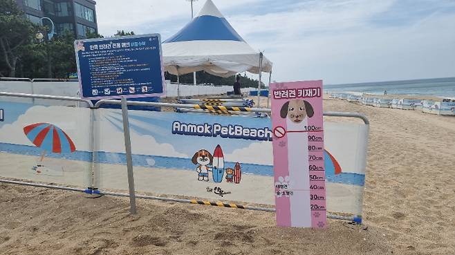 안목해수욕장 펫 비치. 강릉시 제공