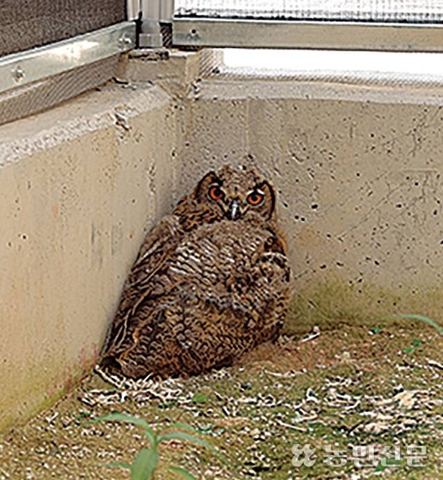 구조된 어린 올빼미가 센터에서 휴식 중이다. 이 올빼미는 이소 중에 구조됐다. 예산=김원철 프리랜서 기자